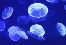 jellyfish 2200x1469 wallpaper Art HD Wallpaper